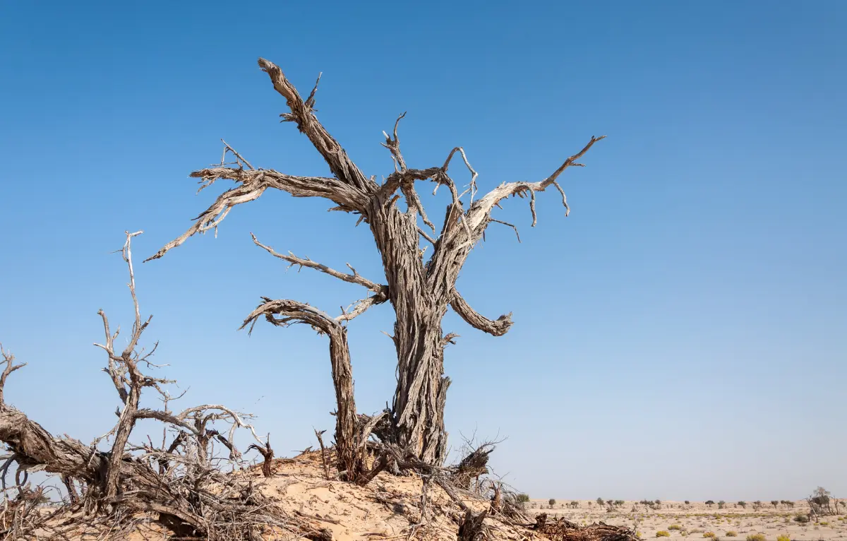 You are currently viewing Est-ce que la Javel peut faire crever un arbre ? Vérité et précautions à connaître