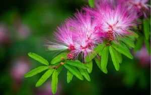 Lire la suite à propos de l’article Albizia : bon bois de chauffage ou mauvaise idée ?