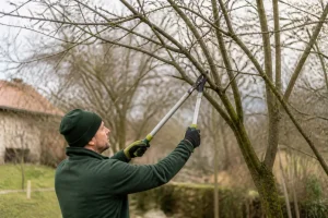 Lire la suite à propos de l’article Quand et comment effectuer la taille des arbres pour favoriser leur santé et leur esthétique